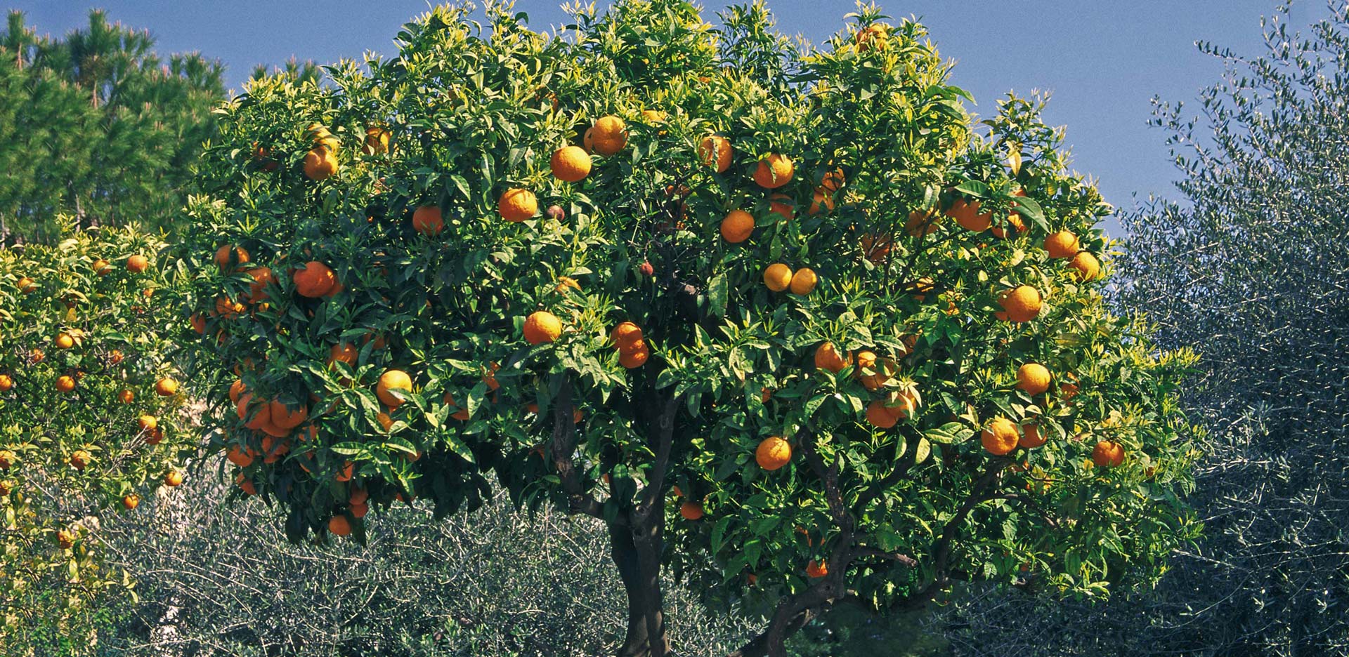 Top Food Feinkost - Elsenham Orangenmarmelade